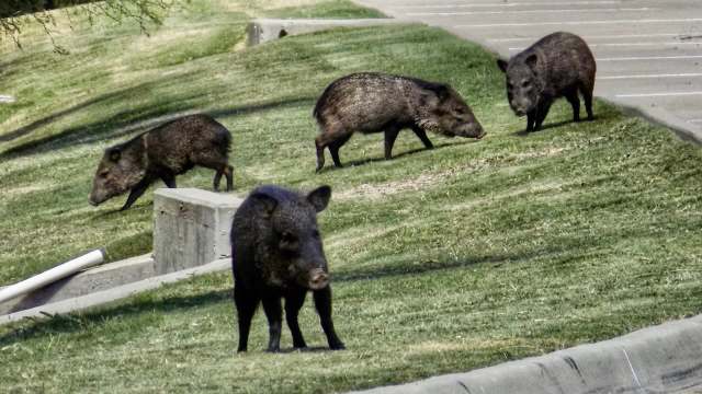Feral hogs invade Florida neighborhoods, deal millions of dollars in damage
