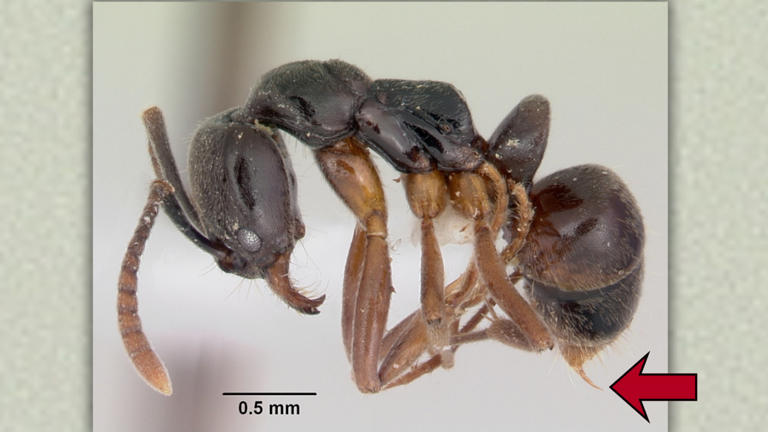 Cette fourmi invasive se rapproche : sa piqûre peut être mortelle - And Sa N