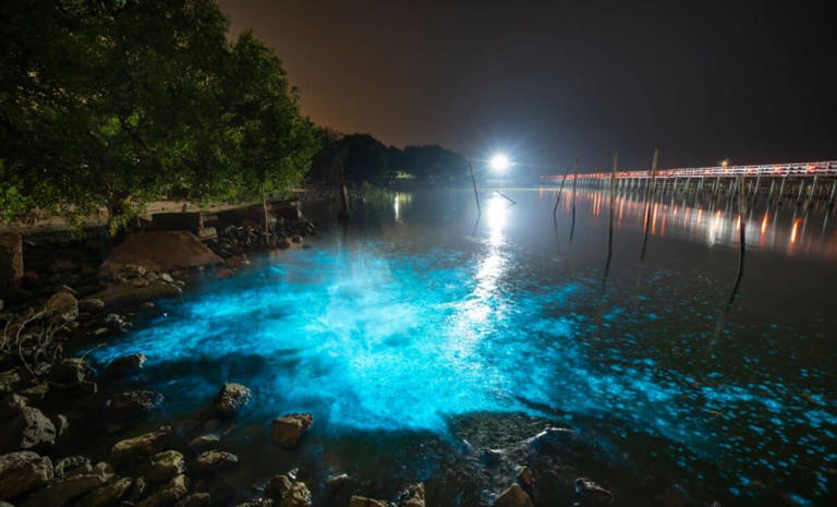 This tiny algae could light up deep-sea robots, concert venues, and ...