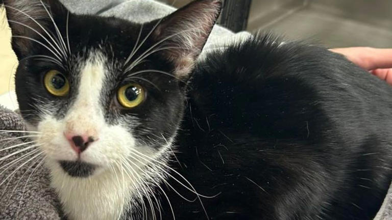 Fire department, tree crew rescue cat stuck for days in a tree in ...