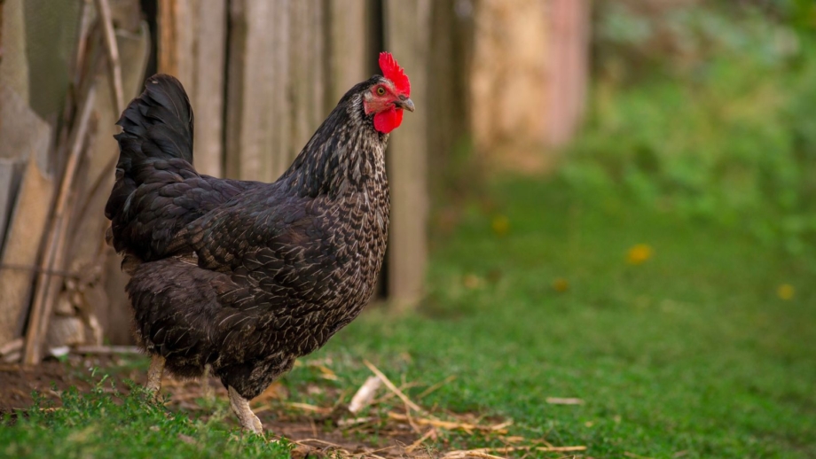 View of Backyard chickens: Worth it or waste of time?