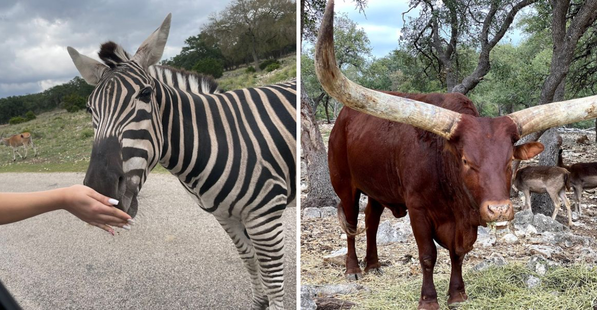 A Texas safari park where you can drive through and see exotic animals ...