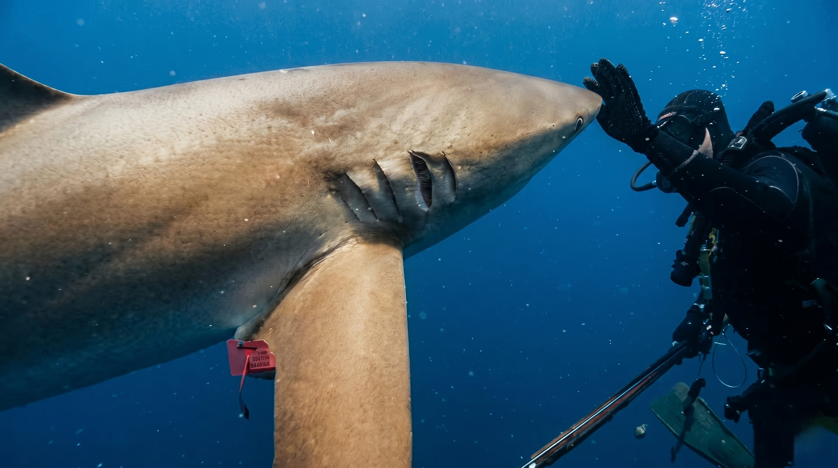 The shark that lets you touch it - but one wrong move and you’re done