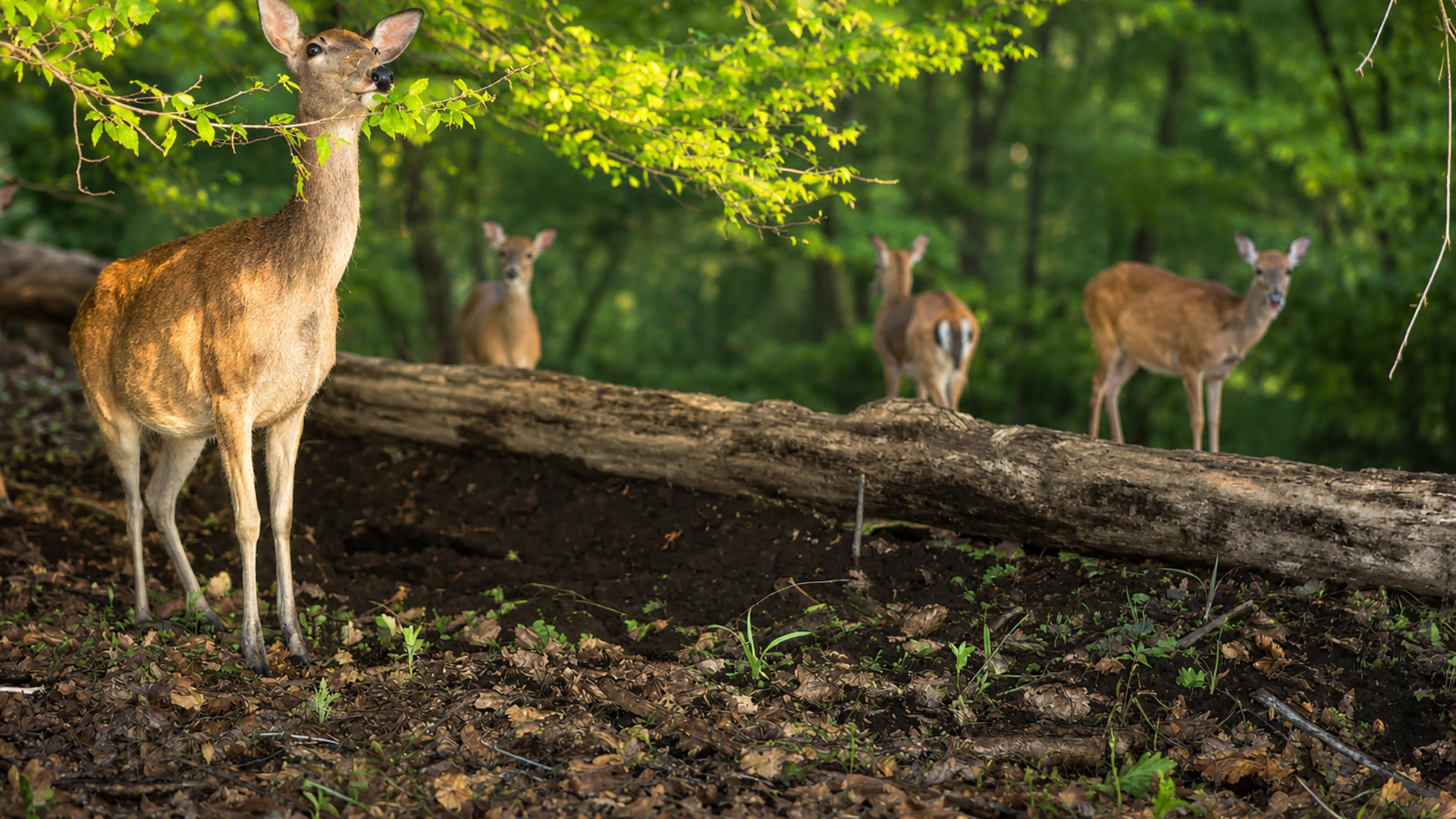 Forest camera reveals a group of deer exploring together