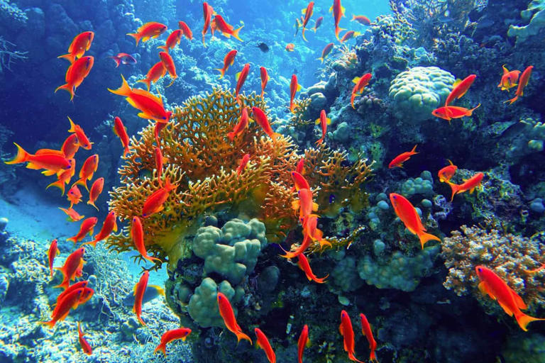 Australia is building a “living library” for ocean species