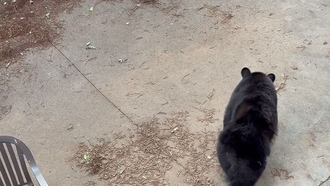 Bear 'show' doesn't deliver the goods as it leaves empty handed