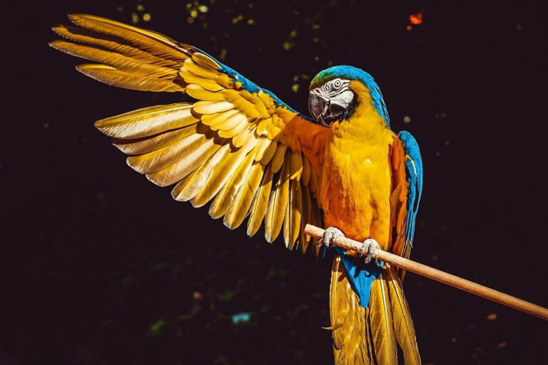 I pappagalli ara gialloblu tornano a Rio: assenti da 200 anni
