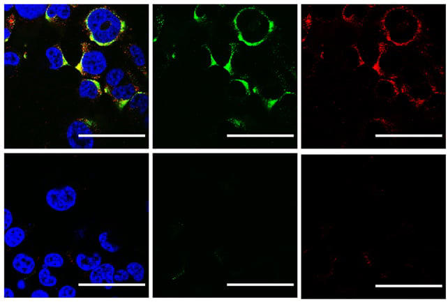 Scientists destroy COVID and flu viruses in the lab with sound waves