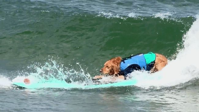 Gnarly Charley the surfing rescue dog gets competition-ready