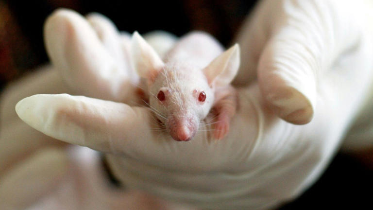 Scientists transfer a longevity gene from the world’s longest-lived ...