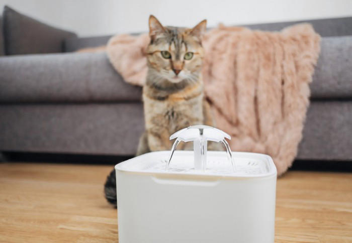 猫の健康寿命は「水」で決まる！疾患予防のための飲水管理の工夫【獣医師執筆】