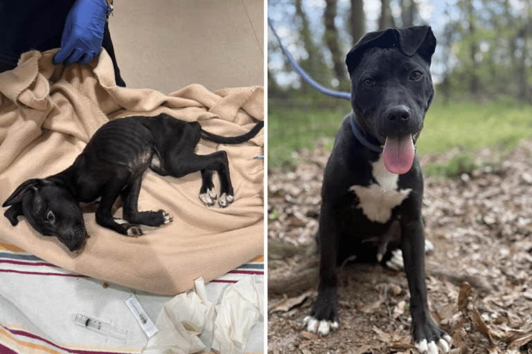 Puppy found hours from death on roadside, but his story had just begun