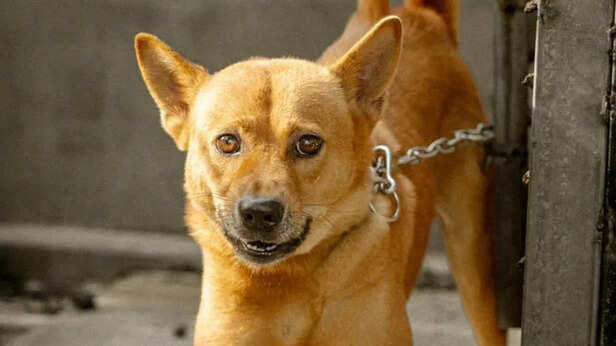 7 warning signs a dog is about to attack, experts explain