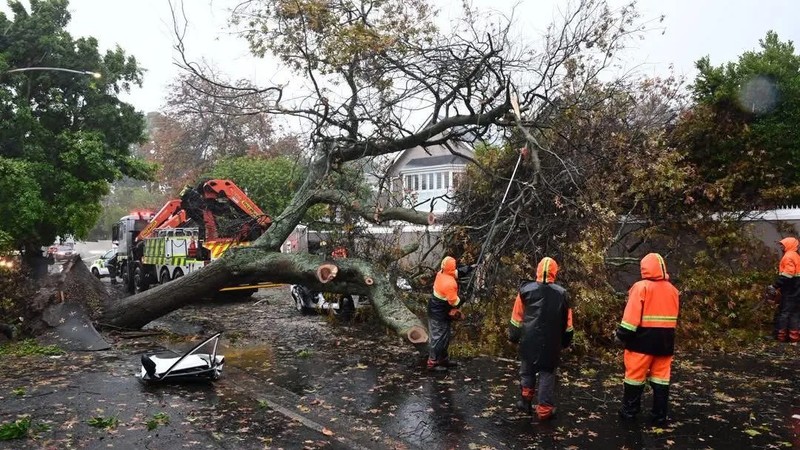 One killed after tree falls on vehicle during Cape Town storm chaos