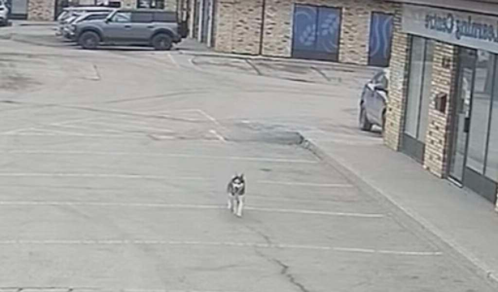 Dog ditches vet appointment to go see her boyfriend at doggy day care