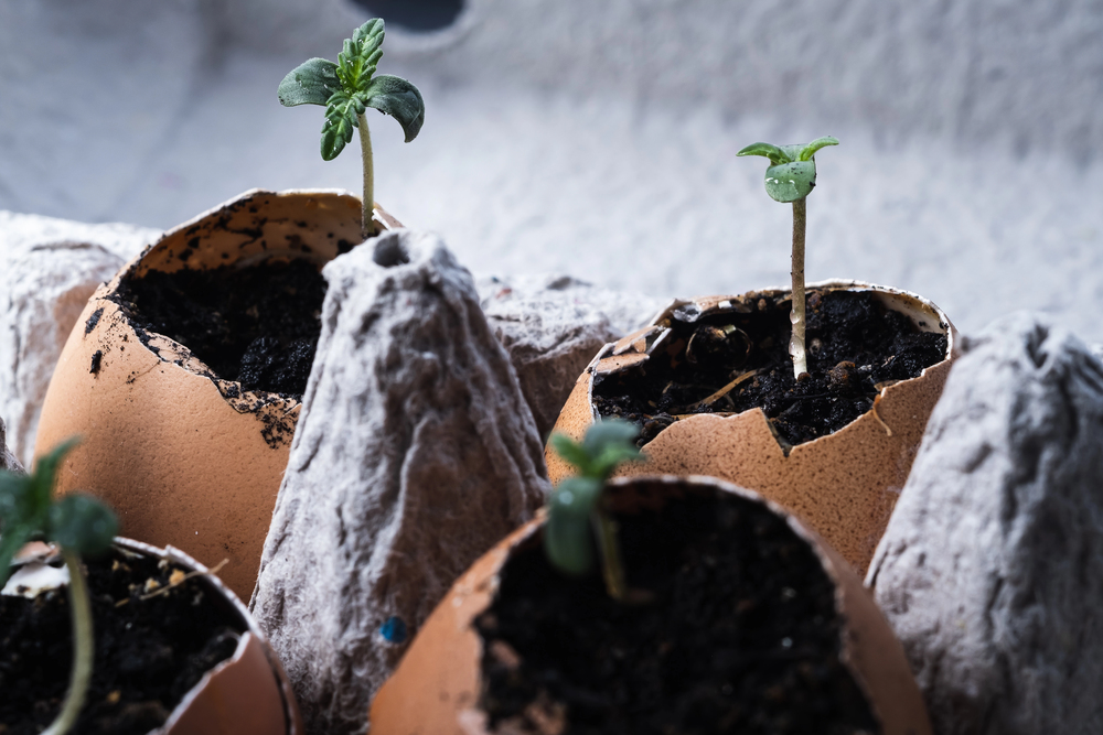 15 uses for eggshells in the garden and kitchen