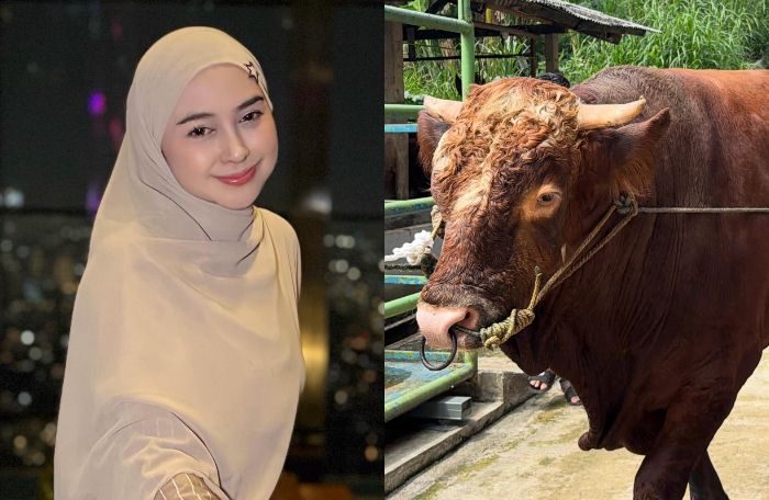 Bobotnya capai 1 ton, intip sapi kurban Ria Ricis untuk Idul Adha 2026 ...