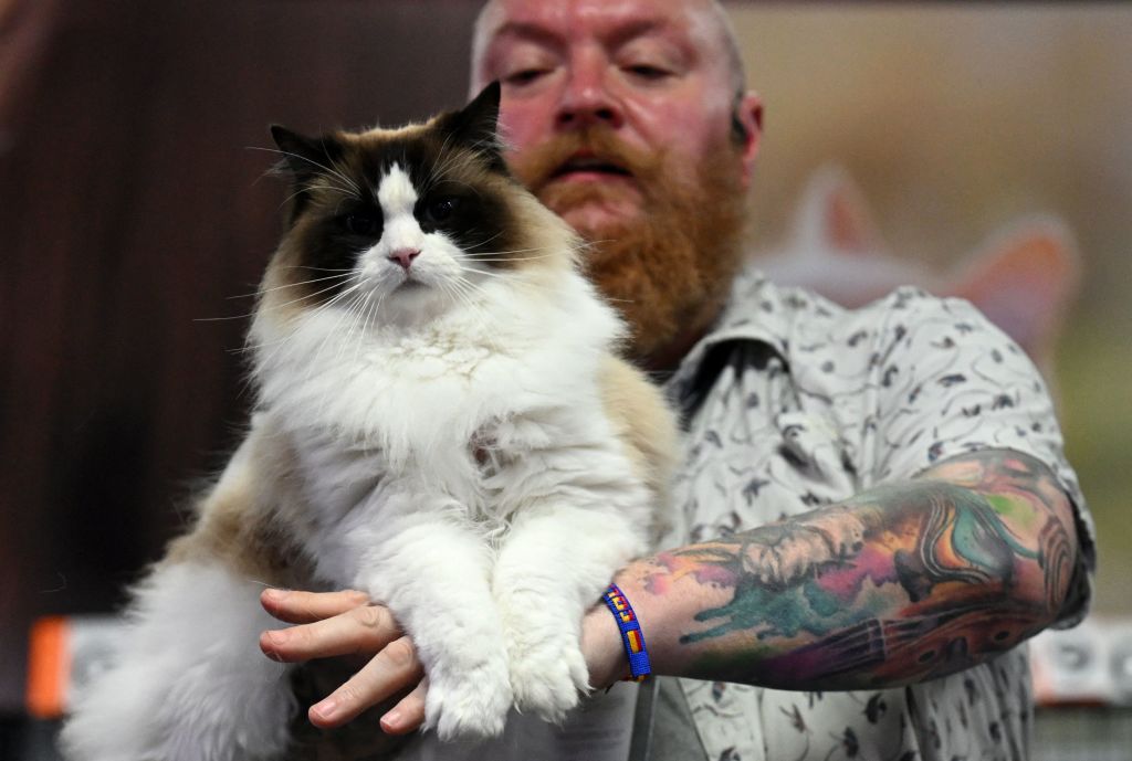 Biggest cats 2026: Here are the 12 largest breeds of adorable cat that ...