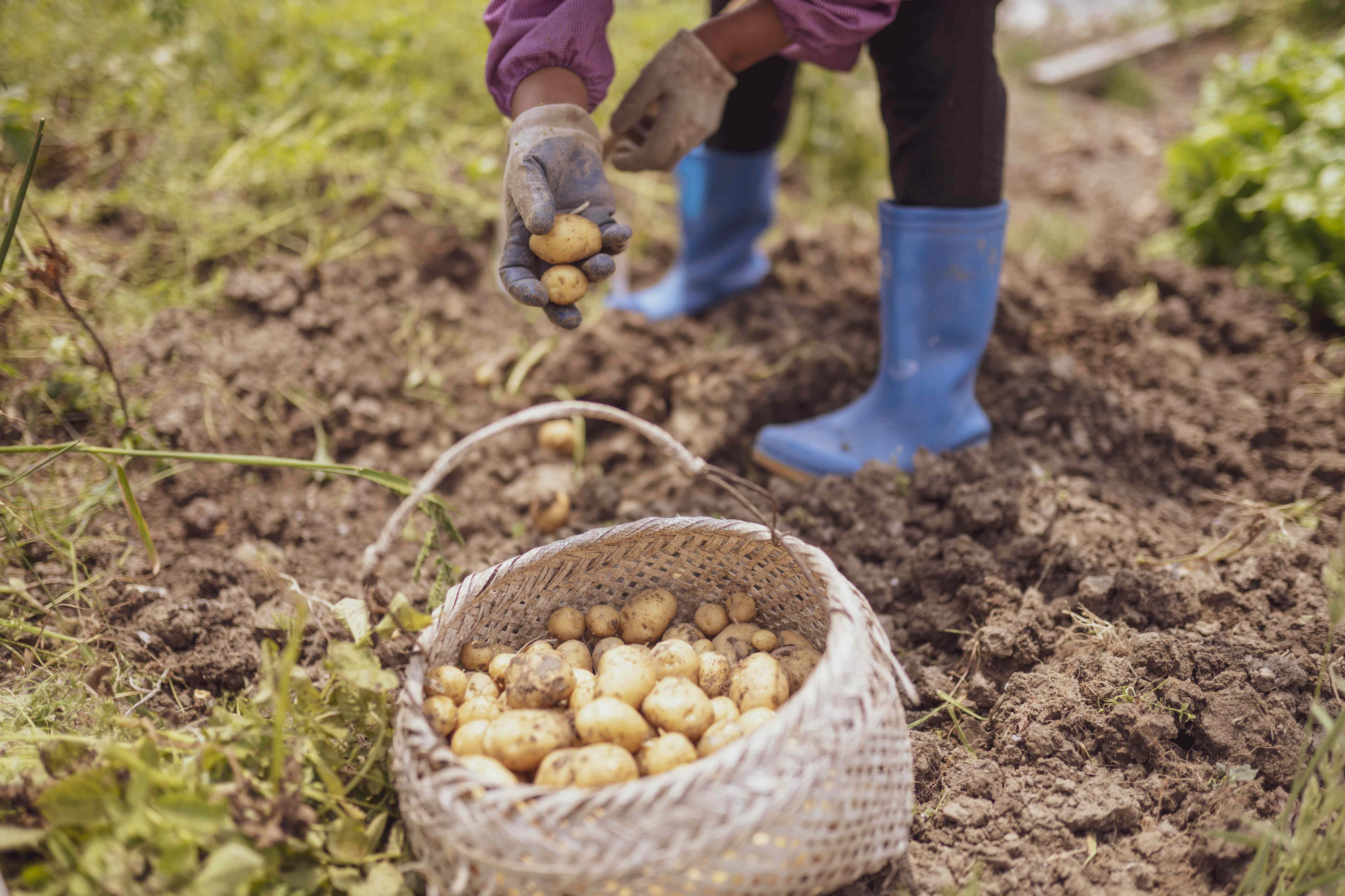 A pro gardener shares 6 lessons she learned the hard way when growing ...