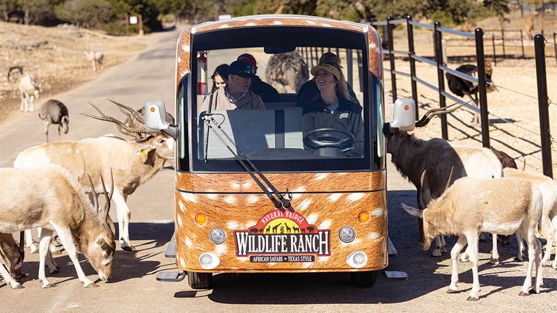 A Texas safari park where you can drive through and see exotic animals ...