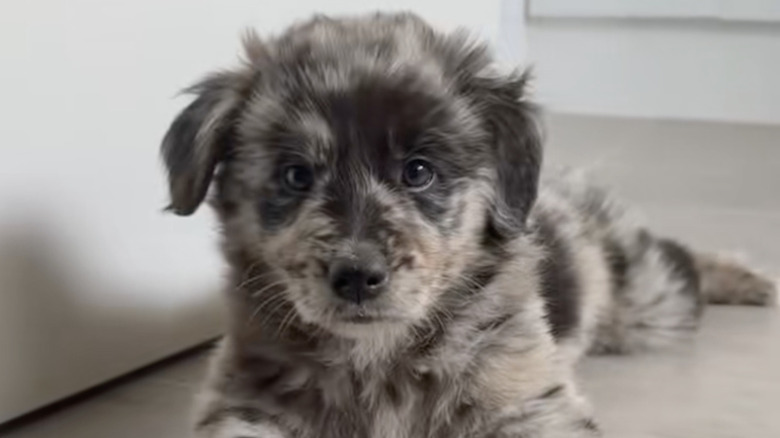 Unique golden retriever-border collie mix has the internet smitten