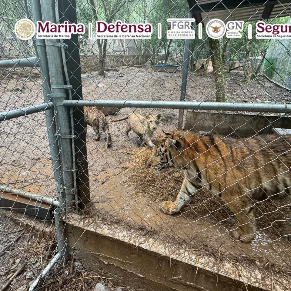 tigers-9c603b23-616f-44ed-ac42-00cc4b1d0f92.jpg