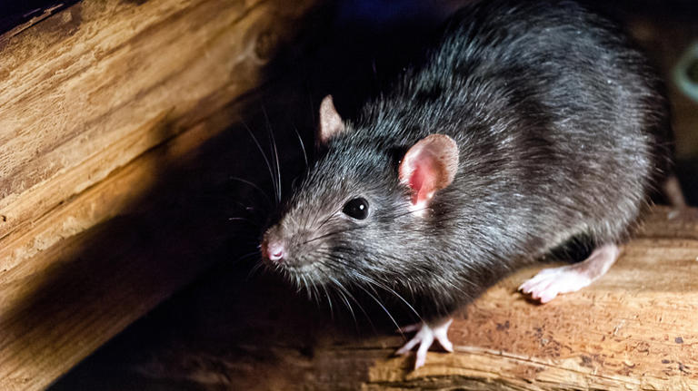 Warning signs of a roof rat problem (and crucial preventative measures ...