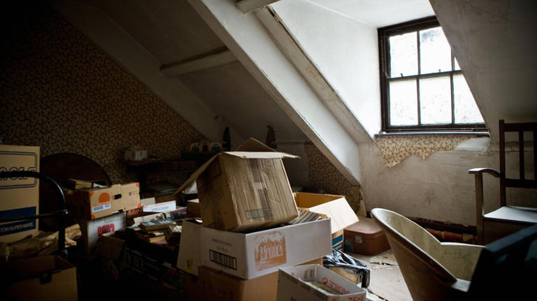 Warning signs of a roof rat problem (and crucial preventative measures ...