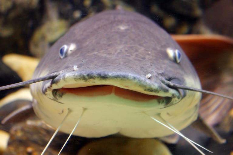 National Catfish Expo happening this week in Owensboro
