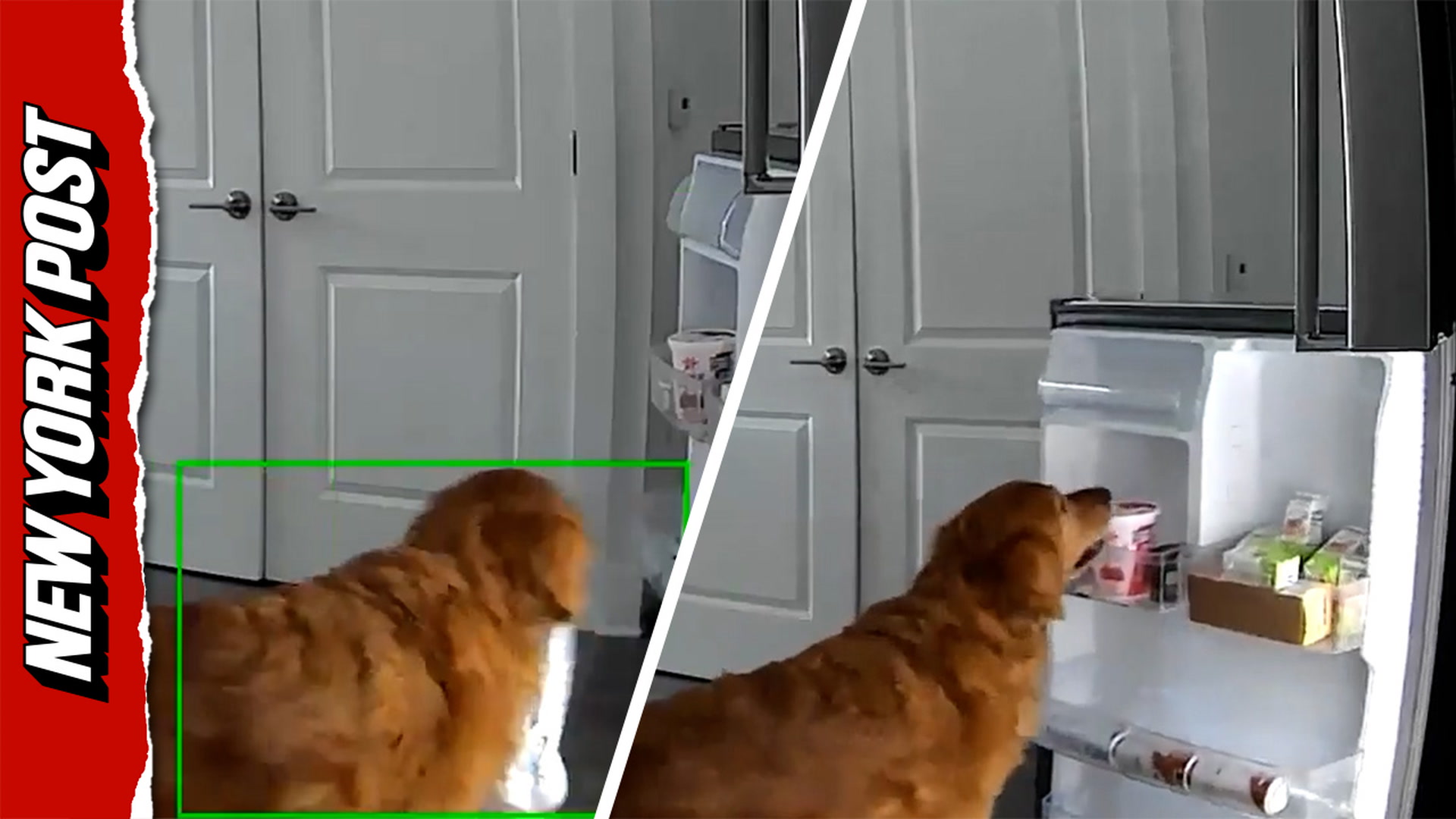 Watch sly golden retriever raid fridge on camera