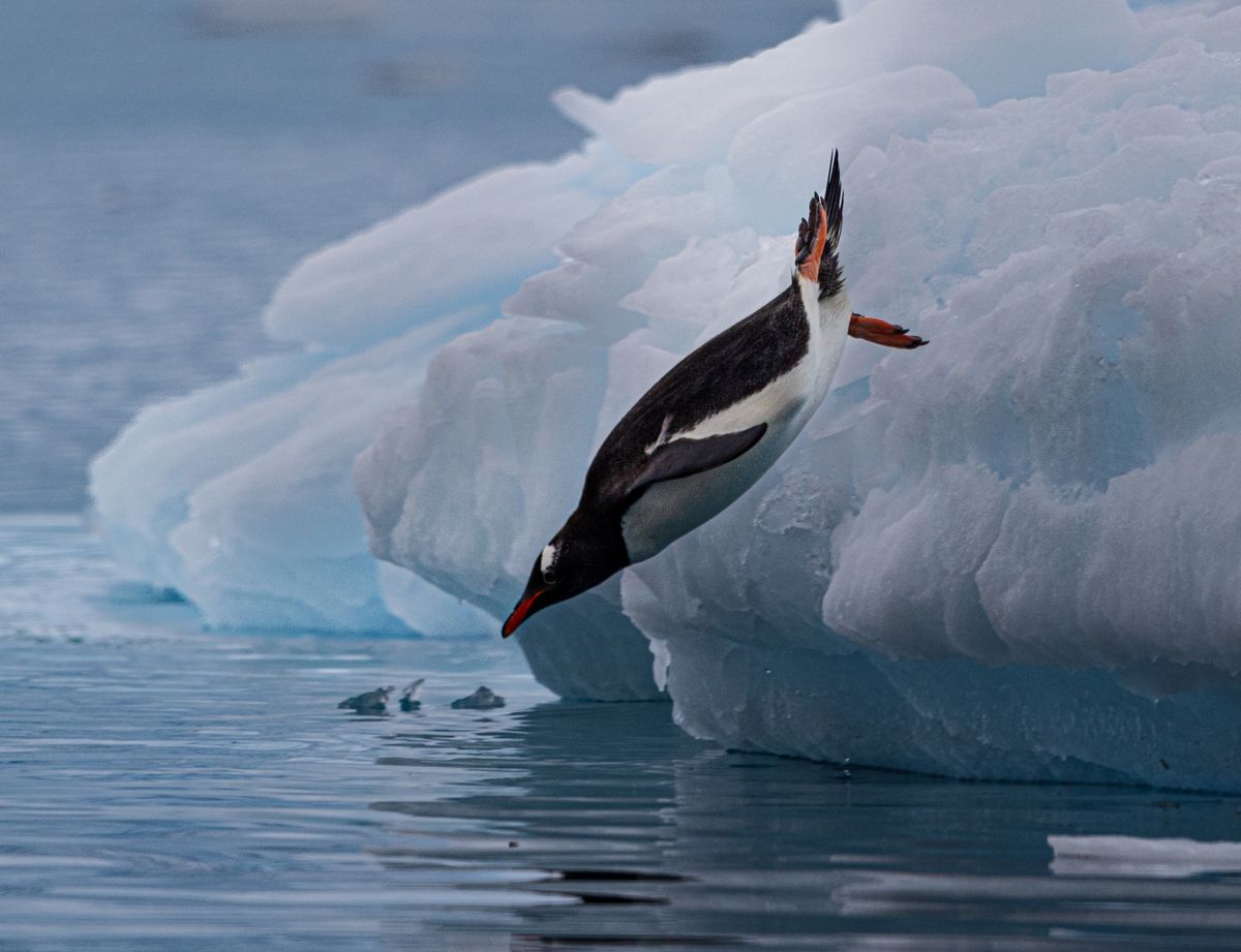 Gentoo penguins are four species not one, says research proposing the first entirely new penguin species in 100 years