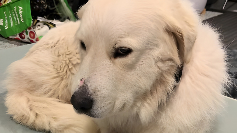 Couple rescues Great Pyrenees and ends up with something so unexpected