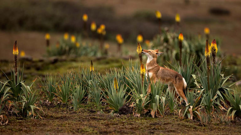 See 15 stunning images that won the German Society for Nature ...