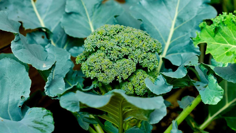 Gardener reveals simple trick to grow bigger broccoli and use leaves ...