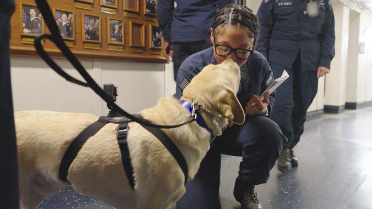 US Navy deploys therapy dogs on warships to support sailor mental ...