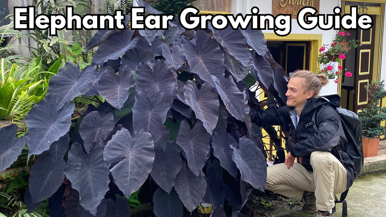 Elephant ear care - how to grow for lush plants - Colocasia & Alocasia |  Watch