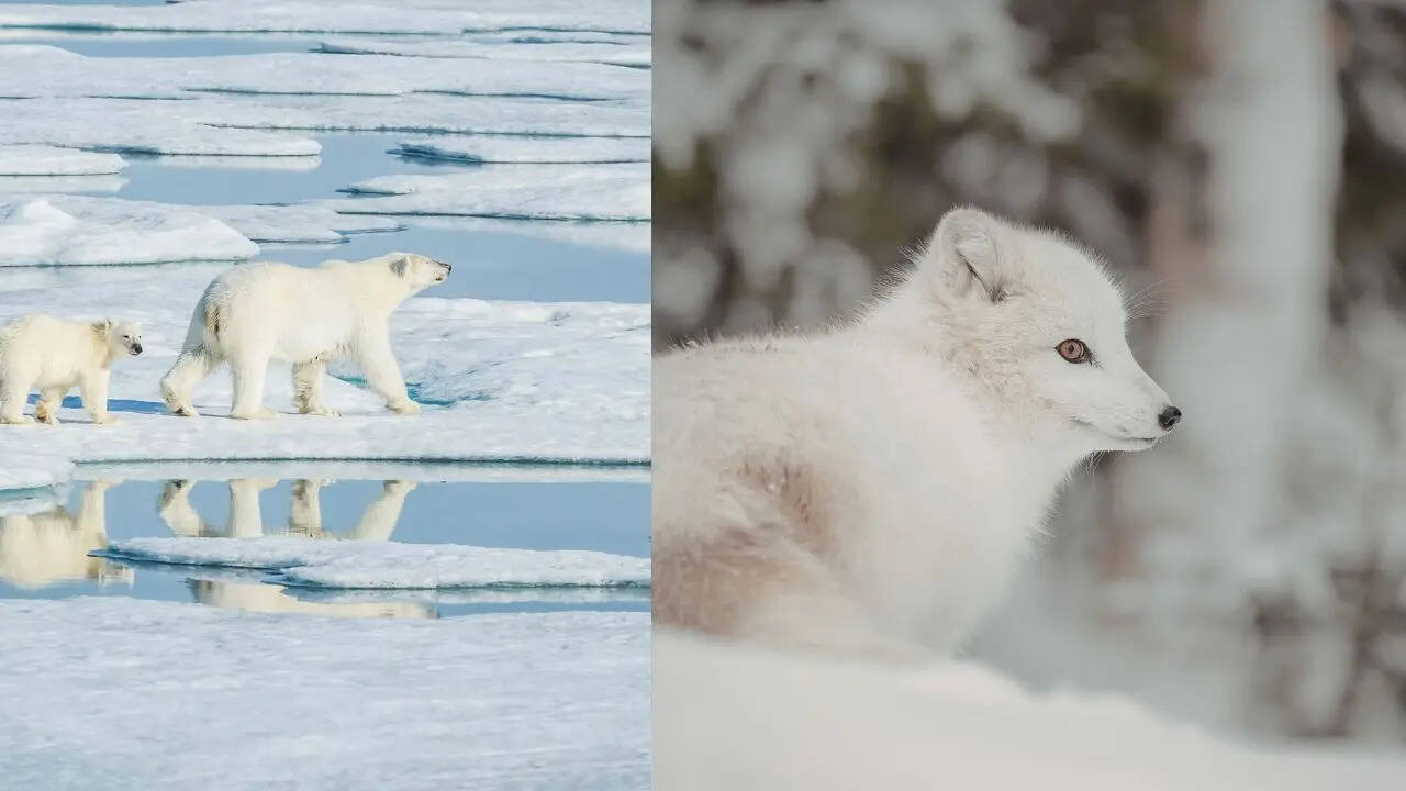 These rare animals are only found in the coldest parts of the planet