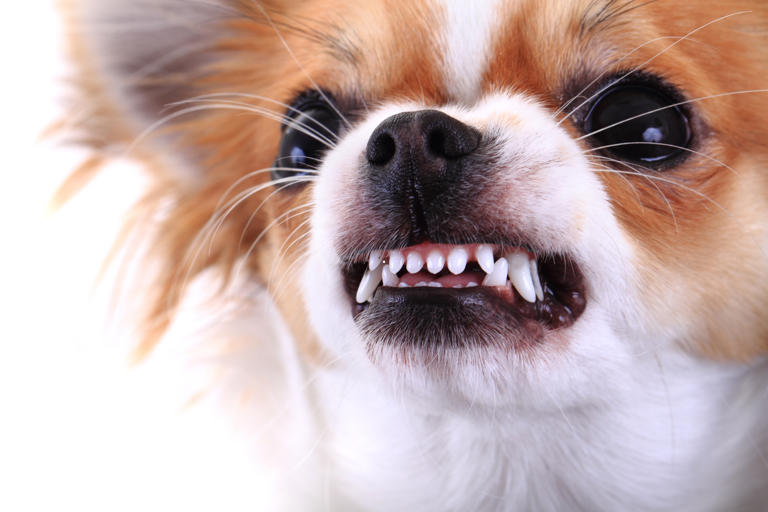 Family Unfriendly Dogs 2026: Here are the 12 breeds of adorbale dog ...