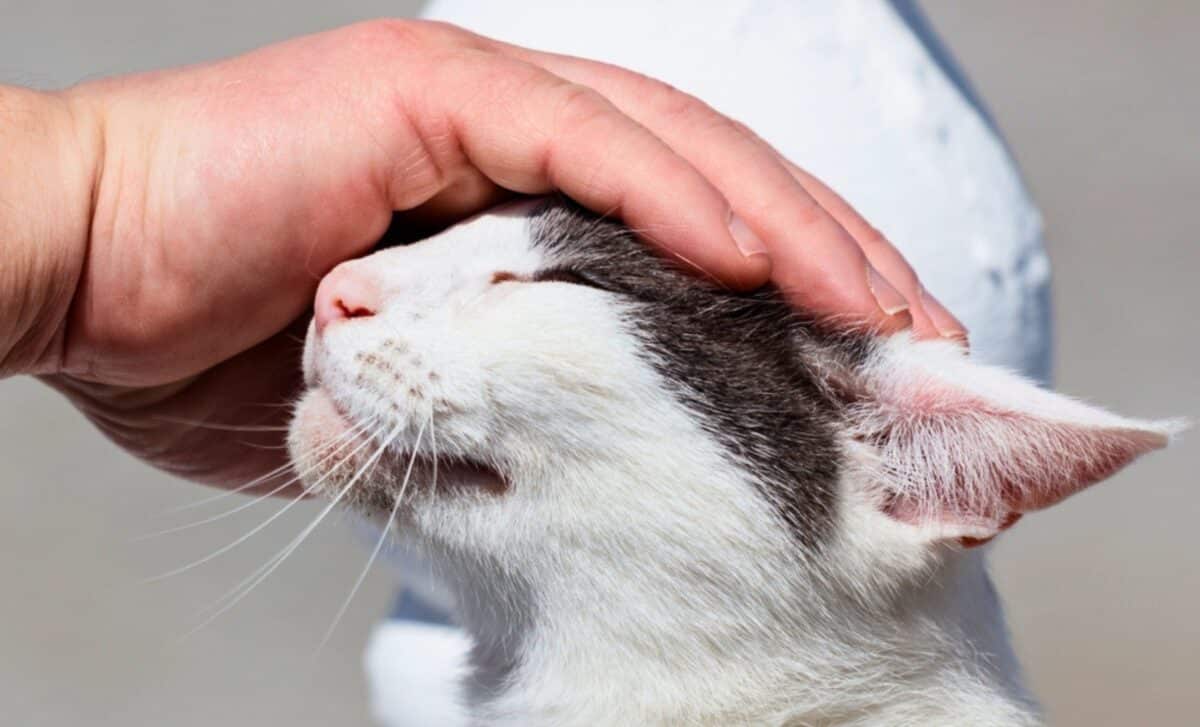 According to psychology, what it means when someone is always petting cats