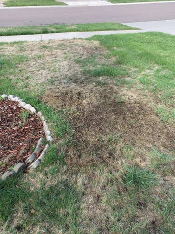 Patchy grass lawn with dry, brown spots next to a small landscaped area with mulch and rocks