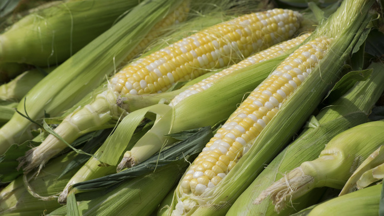 Grow these 11 companion plants with corn for a more abundant harvest