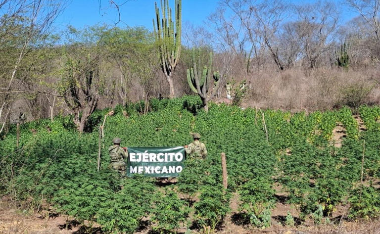 Narco “monstruo” y arsenal en Sinaloa. Foto: Especial