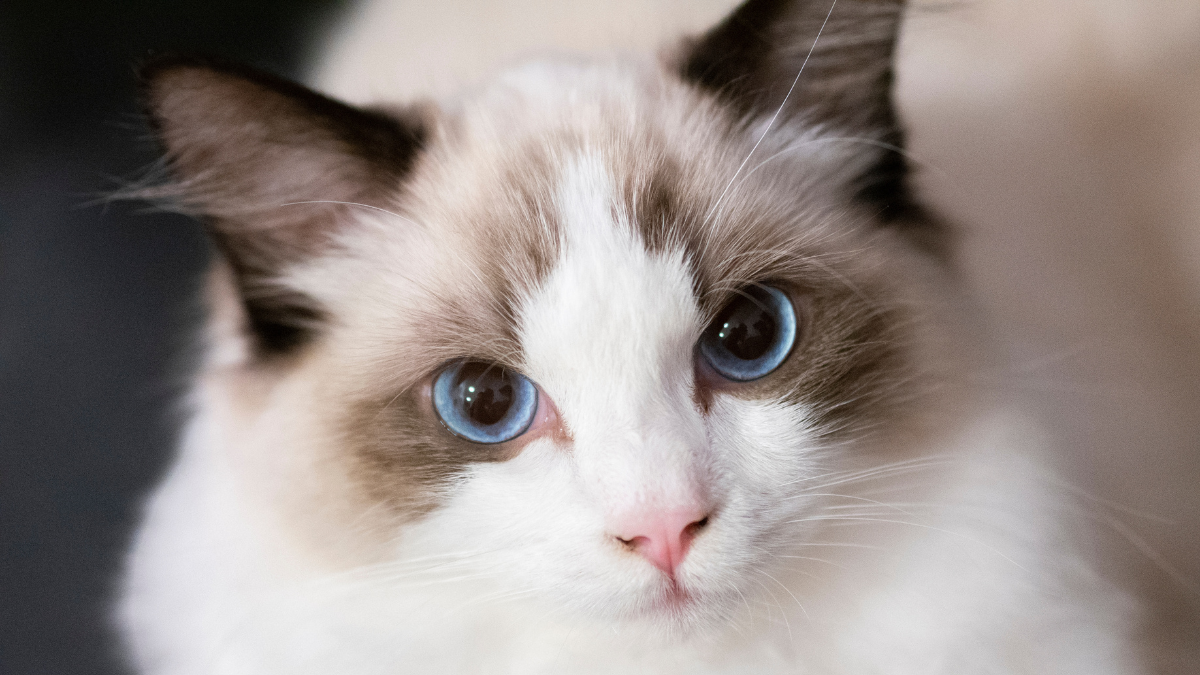 Ragdoll cat proudly shows off all the things that make her special