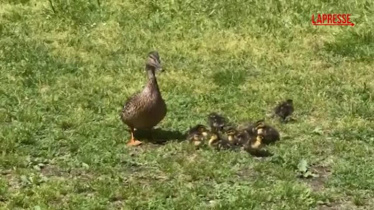 Milano, mamma anatra e nove paperotti nel laghetto della mensa dell ...