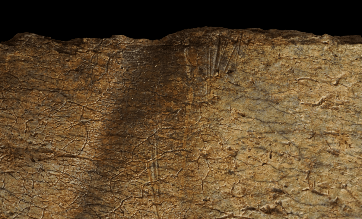 1.6 million-year-old bones reveal how early humans hunted and shared ...