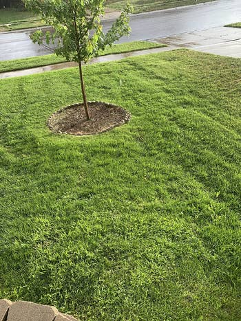Freshly mowed lawn with a small tree in a mulch circle, bordered by a sidewalk and street in a residential area