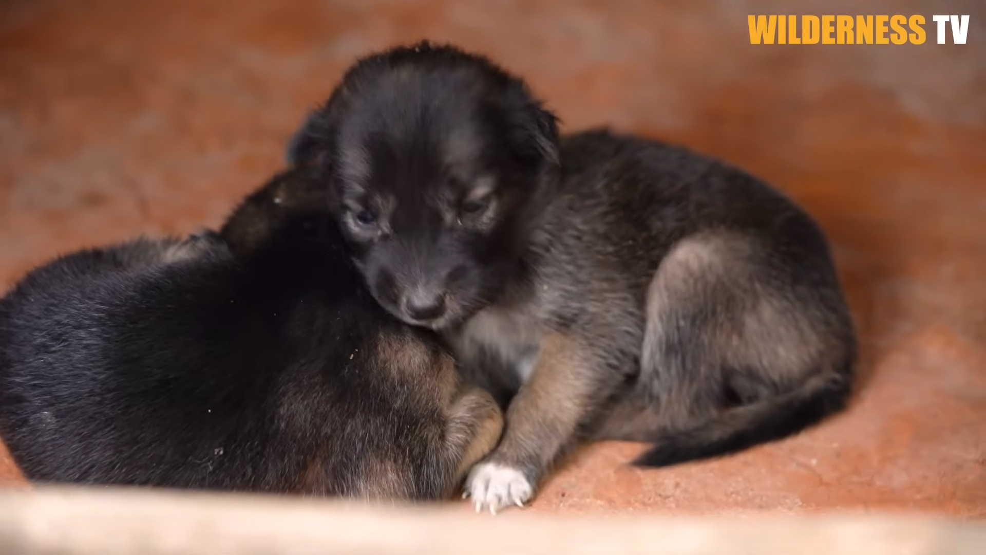 Rescue puppies get a dream house with fish pond – their reaction says ...