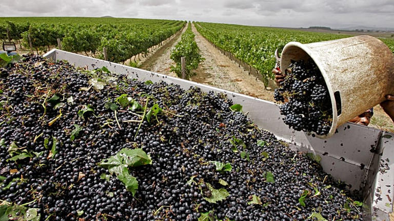 Un homme charge du raisin sur une remorque au domaine viticole de Diemersdal, situé à la périphérie de Durbanville, en Afrique du Sud, le mardi 26 février 2008.