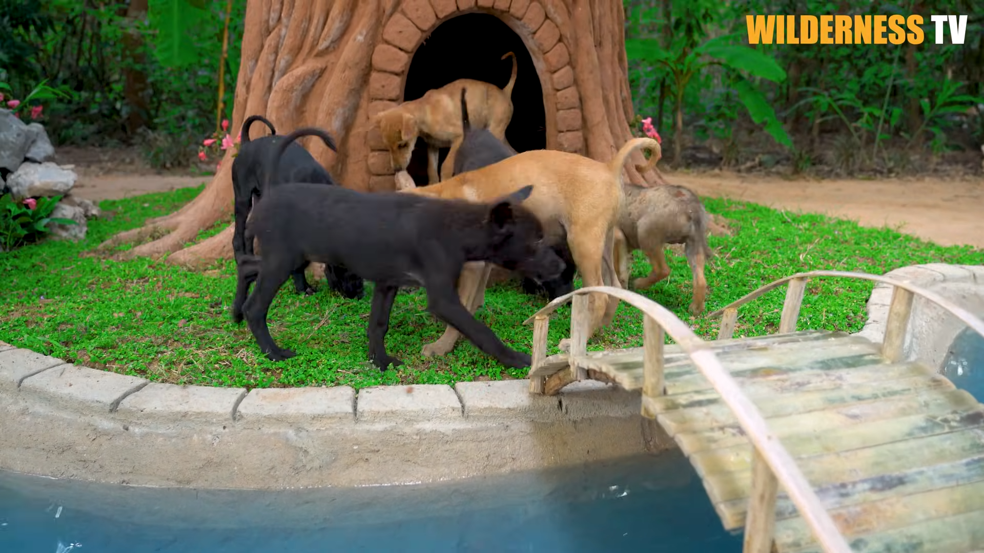 Watch what happens when these scared rescue puppies finally feel safe ...