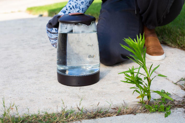 8 easy methods to get rid of weeds in your lawn that actually work